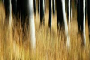 abstração floresta de faias foto