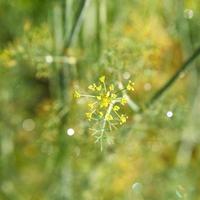 flores de ervas de endro no jardim foto