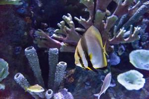 aquário com peixes coloridos foto