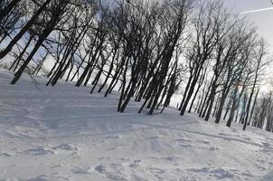 paisagem de inverno foto