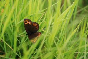 borboleta de sobrancelha na grama foto