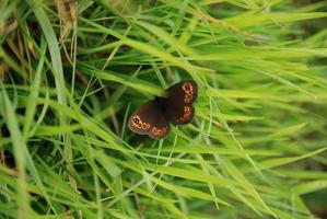 borboleta de sobrancelha na grama foto