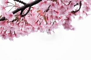 cor pastel suave linda flor de cerejeira sakura florescendo com desbotamento em flor de sakura rosa pastel, floração completa uma temporada de primavera no japão foto