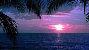 silhuetas de palmeiras e céu nublado no pôr do sol na praia tropical com fundo de céu rosa para viagens e férias foto