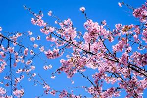 flor de cerejeira sakura rosa flor contra o céu azul lindo no fundo foto