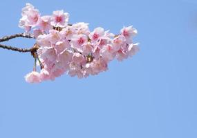 lindas flores de cerejeira rosa sakura com refrescante de manhã no fundo do céu azul no japão foto