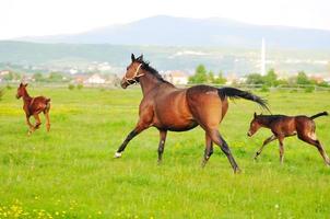 cavalos em campo foto