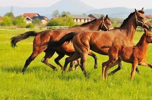 cavalos em campo foto