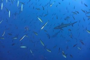 dois tubarões cinzentos prontos para atacar debaixo d'água no azul foto