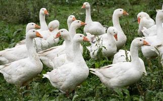 um grupo de gansos domésticos brancos está em um prado verde e úmido. os pássaros olham para o lado. foto