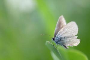 close-up de uma borboleta, um azul mais velho, empoleirado em uma folha longa contra um fundo verde ao sol. as asas do inseto estão desgastadas. foto