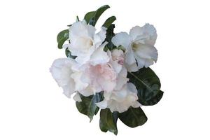 rosa do deserto branca e rosa, azaleia simulada, pinkbignonia ou flores de lírio impala florescem isoladas em fundo branco incluído caminho de recorte. foto