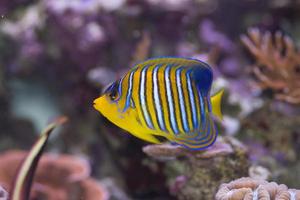 listras amarelas e azuis distintivas de um peixe anjo amarelo