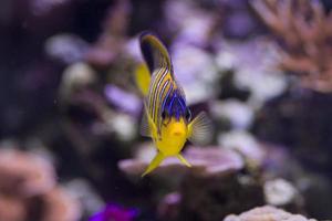 listras amarelas e azuis distintivas de um peixe anjo amarelo