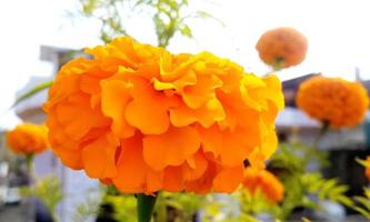 flores de calêndula amarela e laranja no jardim foto