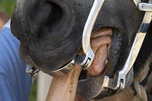 detalhe da boca do cavalo de inspeção veterinária foto