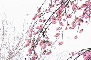 flor de sakura de cerejeira de foco suave contra o céu azul lindo no fundo um dia de primavera no japão foto