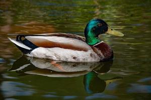 pato selvagem olhando para você foto