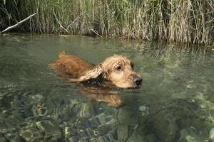 cachorro cocker spaniel nadando na água foto