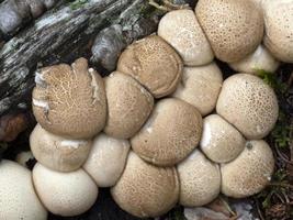 cogumelo pyriforme lycoperdon na floresta foto