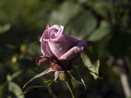 rara flor rosa no cultivo jardim espécies mamy blue foto
