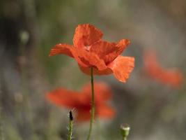 flor de papoula vermelha de perto foto