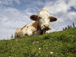 vaca no fundo da montanha de dolomitas foto