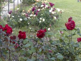 flor de rosa rara em espécies de jardim de cultivo foto