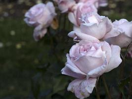 flor de rosa rara em espécies de jardim de cultivo foto