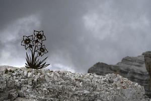 flores silhueta edelweiss tofane dolomitas montanhas panorama foto