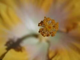 flor pistilo ultra macro close-up textura de fundo foto