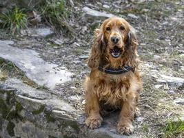 retrato de cão cocker spaniel jovem ao ar livre foto