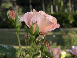 flor de rosa rara em espécies de jardim de cultivo foto