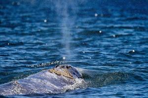 baleia cinzenta em magdalena bay baja califórnia foto