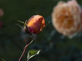 flor de rosa rara no jardim de cultivo espécies lolita foto