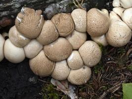 cogumelo pyriforme lycoperdon na floresta foto