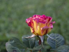 flor de rosa rara em espécies de jardim de cultivo foto