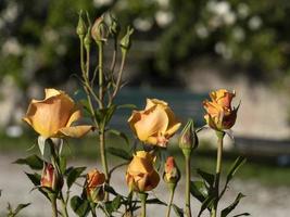 flor rosa rara no cultivo jardim espécies âmbar rubor foto