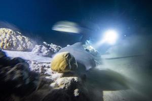 mergulho em água infestada de tubarões e arraias à noite no local das maldivas alimatha foto