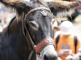 burro no desfile de animais foto