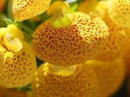 flor de calceolaria isolada em preto foto