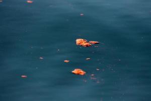 baleia azul fezes vermelhas krill excremento foto