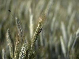 campo de trigo da ucrânia pronto para colher foto