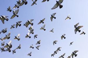 bando de pássaros de pombo de corrida voando contra o céu azul claro foto