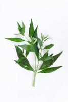 kariyat andrographis paniculata folhas verdes frescas isoladas no fundo branco. foto