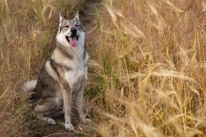 fotos de cão lobo cinzento, cão de caça russo, laika da Sibéria Ocidental posando em campos