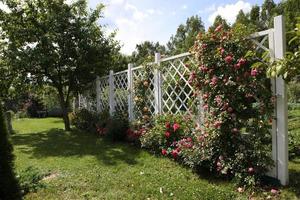 uma rosa branca, vermelha no parque, grandes arbustos de lindas rosas. foto