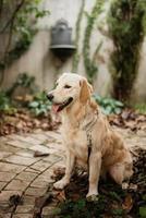 cachorro golden retriever em um casamento foto