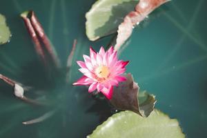 bela folha de lótus perto da lagoa, fundo natural puro, lótus vermelho, flor de lótus na superfície da água foto