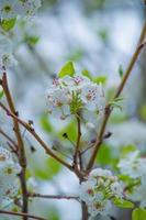 a beleza da flor de cerejeira vista em newjersey foto